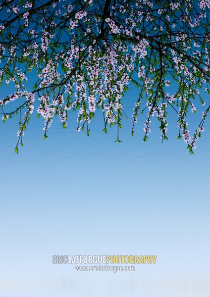 Cherry blossoms flowers against the sky, Kangwon Province, Wonsan, North Korea