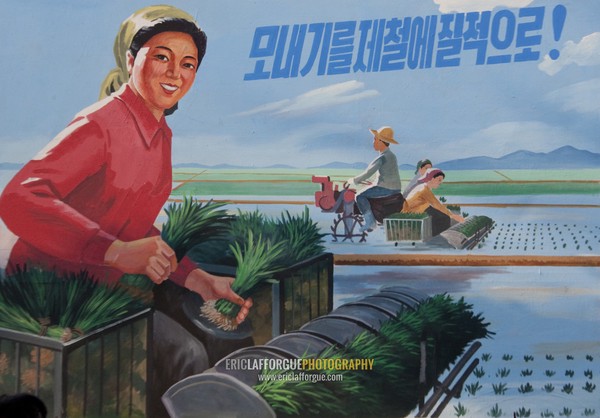 Propaganda poster depicting a North Korean peasant woman transplanting rice, North Hwanghae Province, Kaesong, North Korea