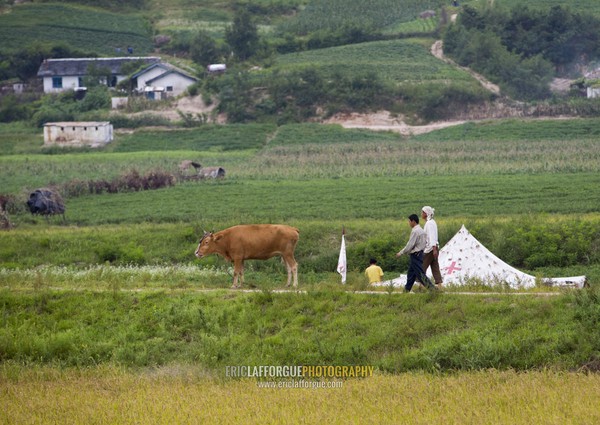 North Korean man with an ox in the countryside passing in front of a red cross tent, North Hwanghae Province, Kaesong, North Korea