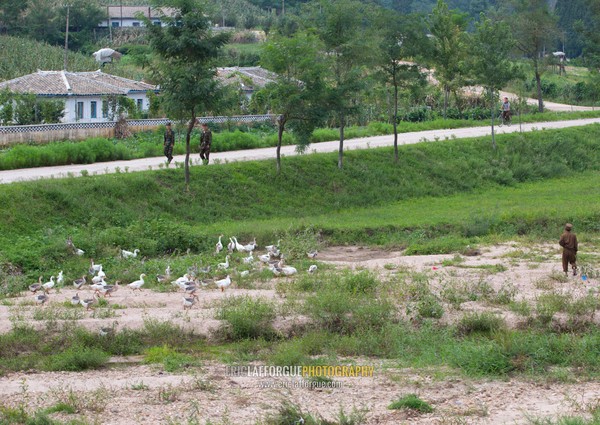 North Korean soldiers herding ducks in the countryside, North Hwanghae Province, Kaesong, North Korea