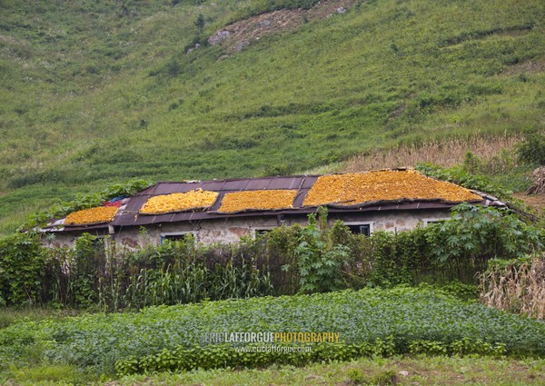 Houses with corn on the roofs drying in the countryside, North Hwanghae Province, Kaesong, North Korea