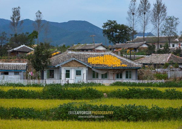 Houses with corn on the roofs drying in the countryside, South Hamgyong Province, Hamhung, North Korea