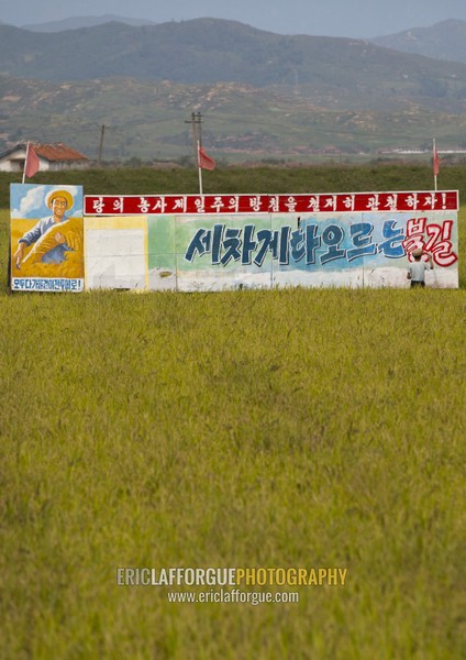 Man painting a propaganda billboard in a rice field, South Hamgyong Province, Hamhung, North Korea