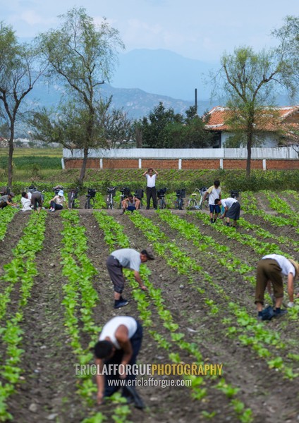 North Korean farmers working in a field, South Hamgyong Province, Hamhung, North Korea