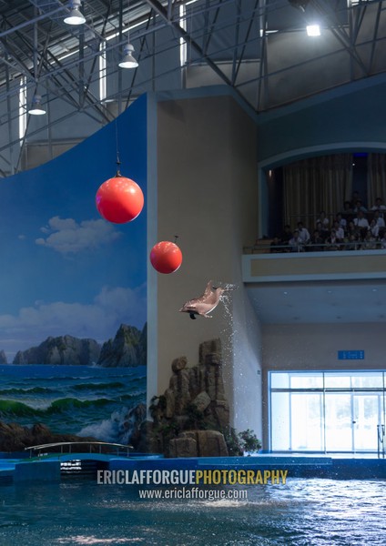 Dolphin show in Rungna dolphinarium, Pyongan Province, Pyongyang, North Korea