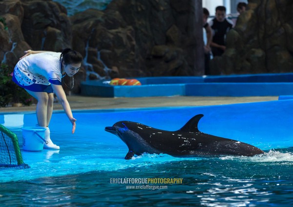 Dolphin show in Rungna dolphinarium, Pyongan Province, Pyongyang, North Korea