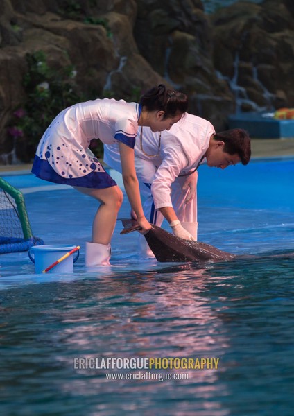 Dolphin show in Rungna dolphinarium, Pyongan Province, Pyongyang, North Korea