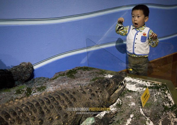 North Korean child boy watching a stuffed crocodile at Rungna dolphinarium, Pyongan Province, Pyongyang, North Korea